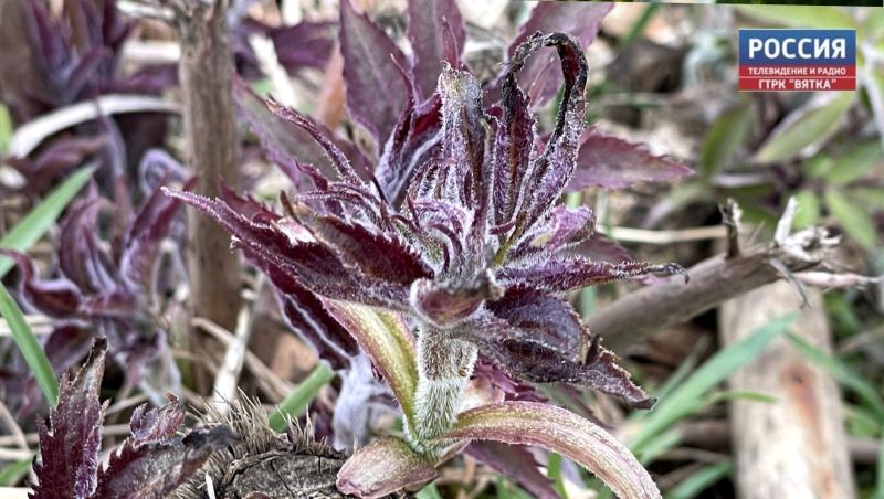 Во вторник в Кирове похолодает до  7 и возможен снег