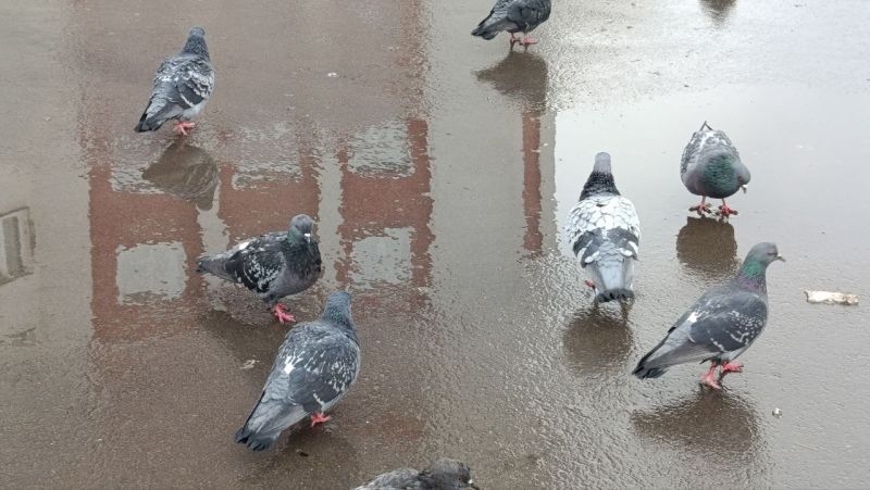 В субботу в Кировской области ожидается сильный дождь