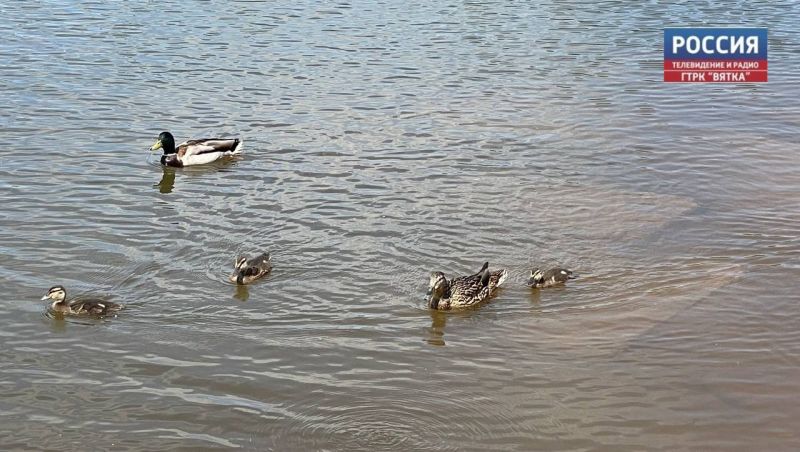 В Кировской области подтоплена 191 придомовая территория