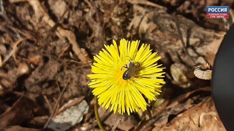 Стало известно, когда тепло вернется в Кировскую область