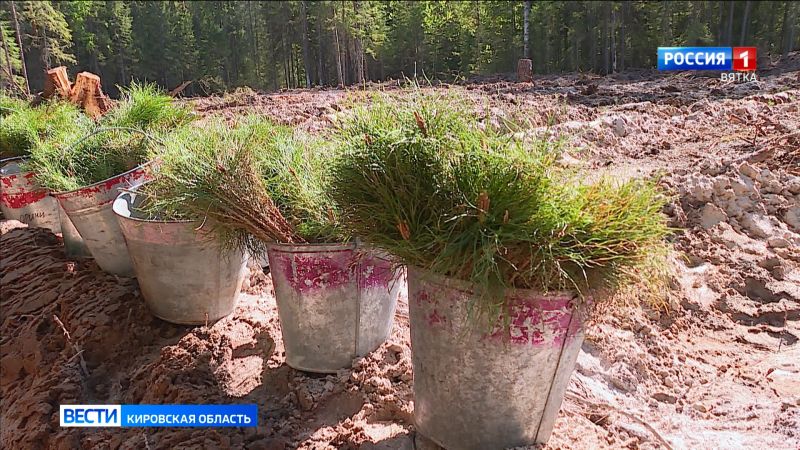 В Кирово-Чепецком районе пройдет акция «Сад памяти»