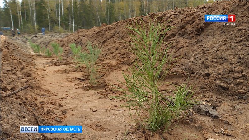 Кировские сеянцы ели и сосны отправили в другие регионы России