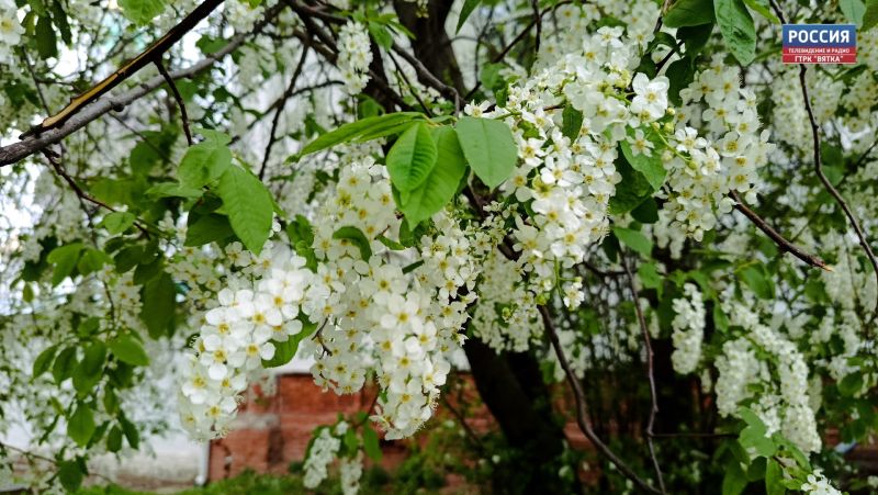 В воскресенье в Кировской области обещают южный ветер и до  31°C