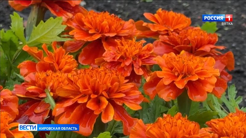 В Кирове планируют высадить более 34 тысяч цветов