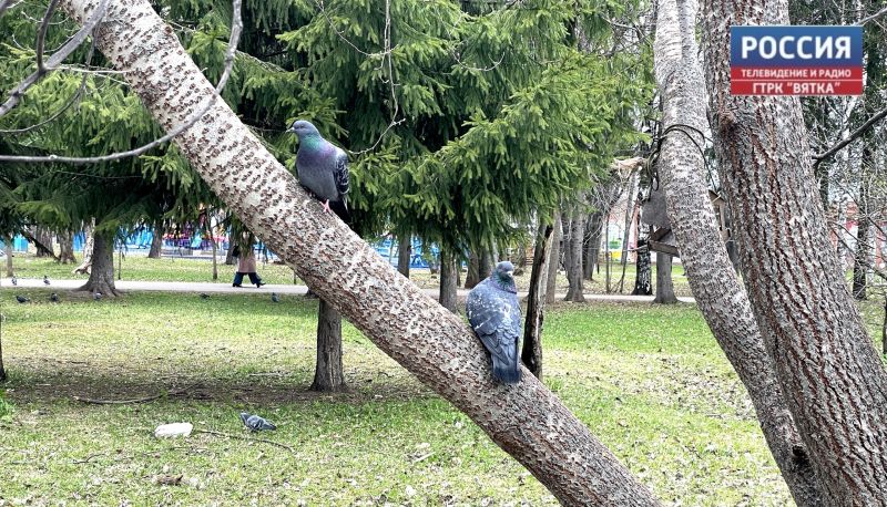 Во вторник в Кирове до  24 и возможна дневная гроза