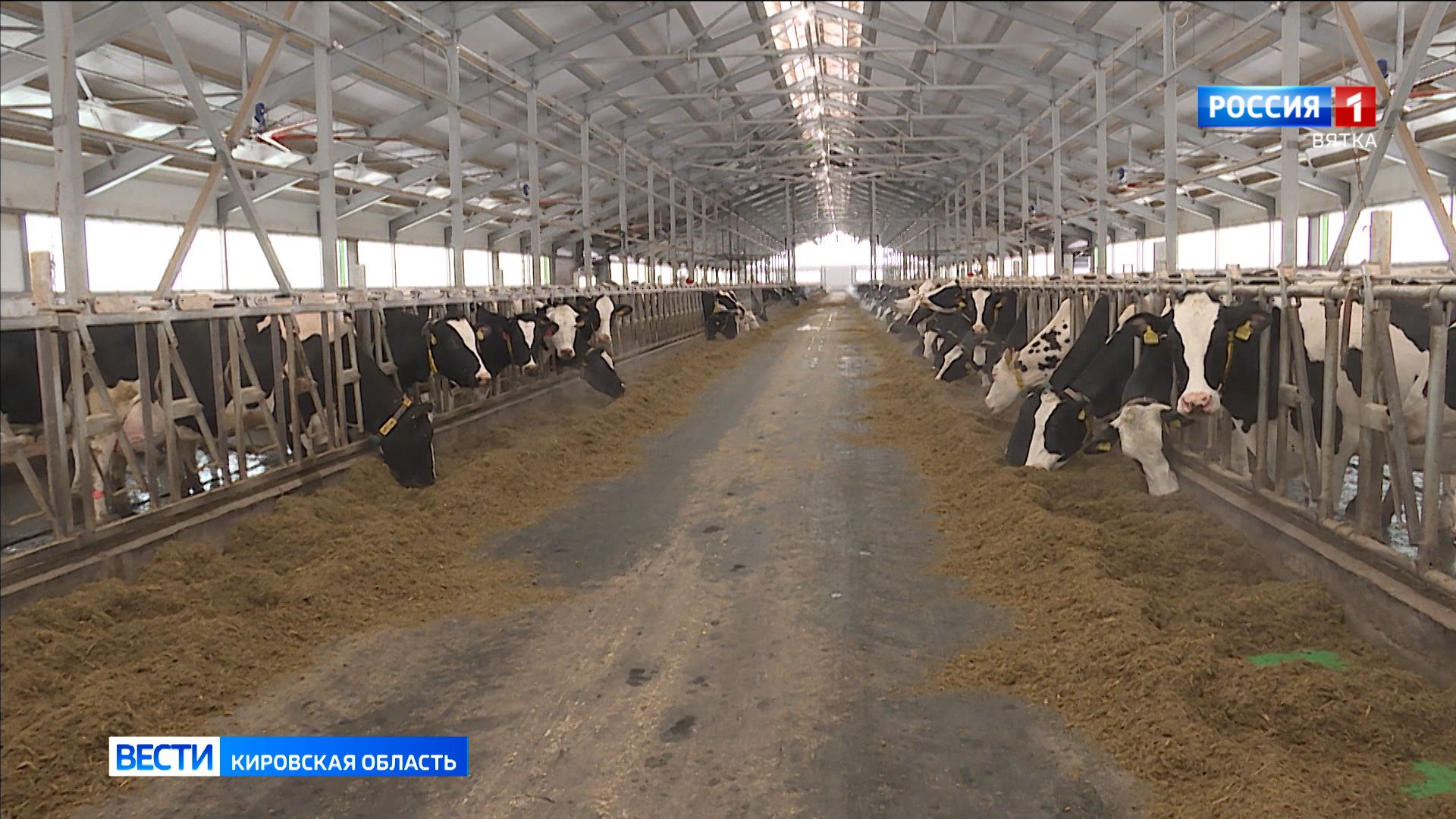 Три новых молочных комплекса строят в Кировской области