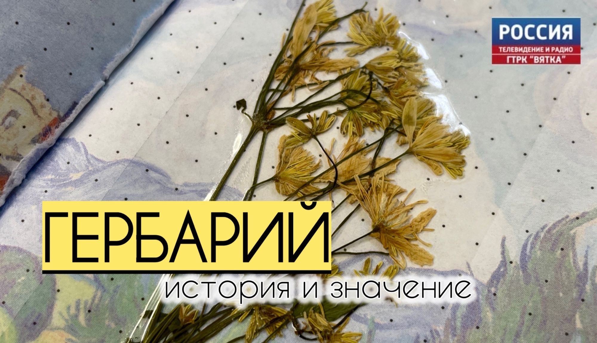История гербария: документ природы, который нельзя заменить