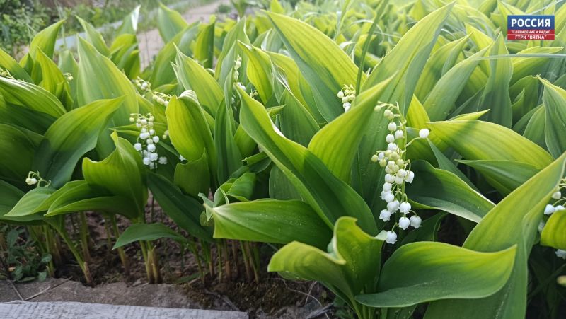 В пятницу в Кировской области ожидают облачную с прояснениями погоду и дожди