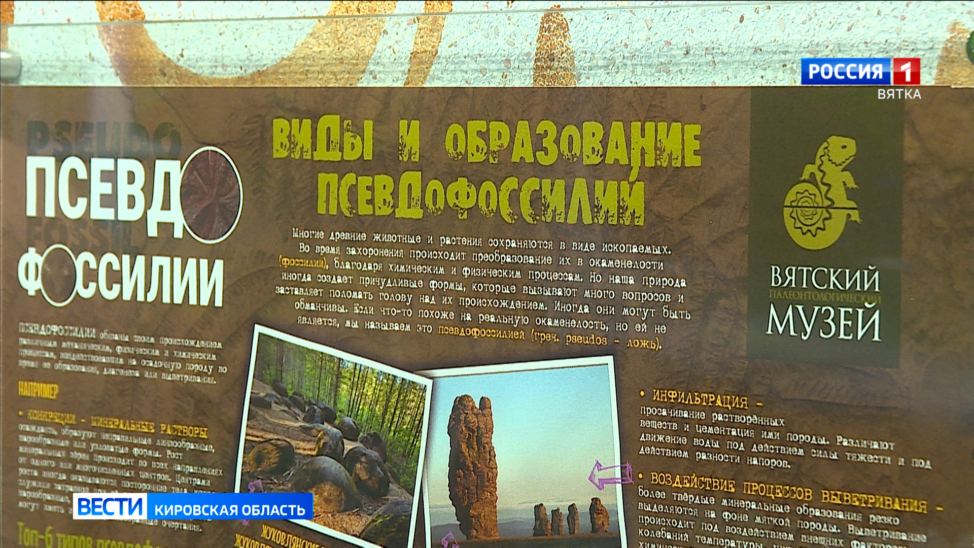 В палеонтологической музее кировчане узнают, как отличить настоящую окаменелость от похожего минерала