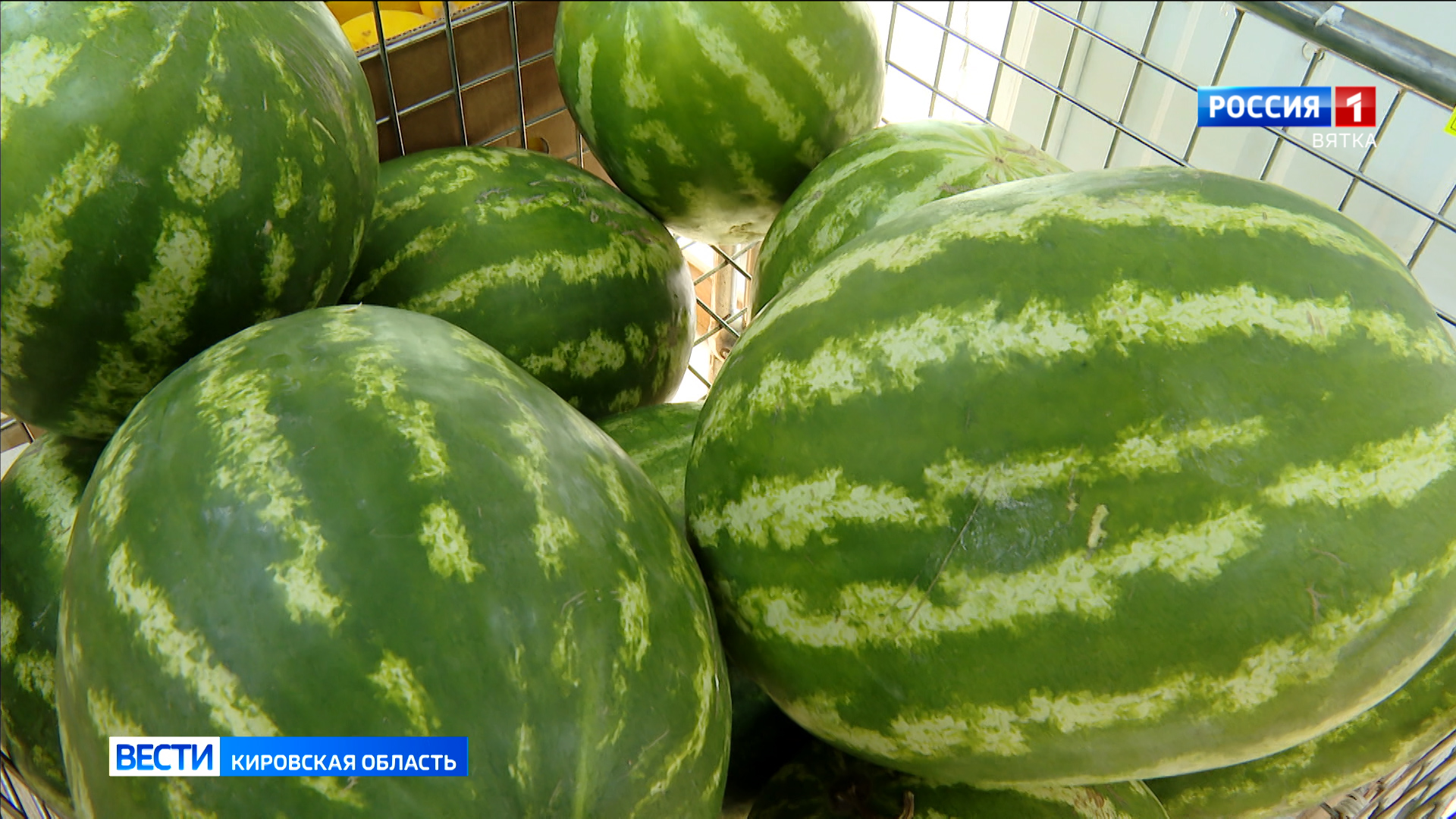 Кировчанам рассказали, как выбрать качественный арбуз