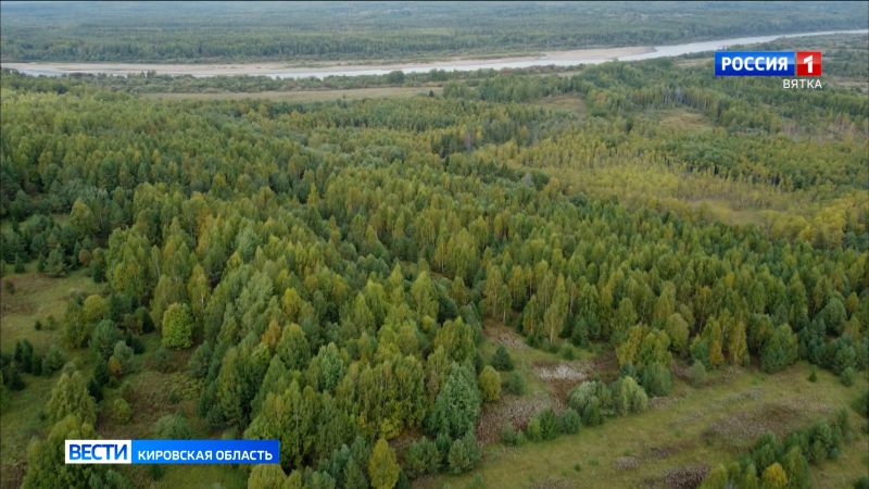 Госдума поддержала предложения Кировской области в поправках в Лесной кодекс