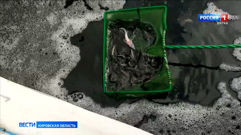 В Орлове в реку Вятку выпустили мальков стерляди