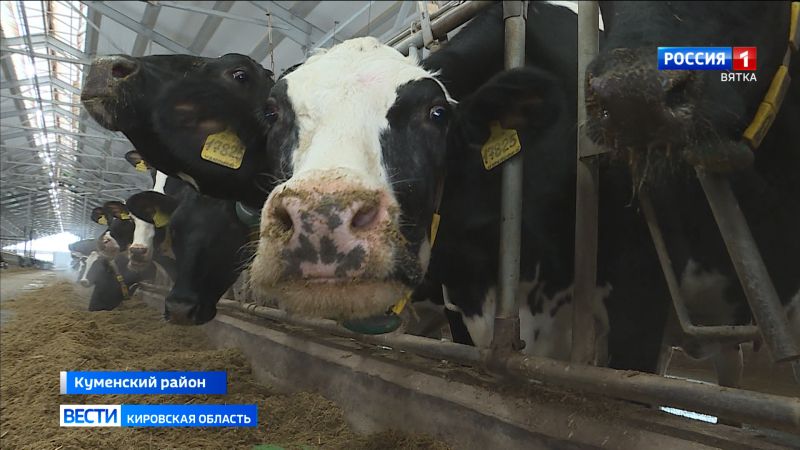 Кировские аграрии повышают продуктивность молочных коров