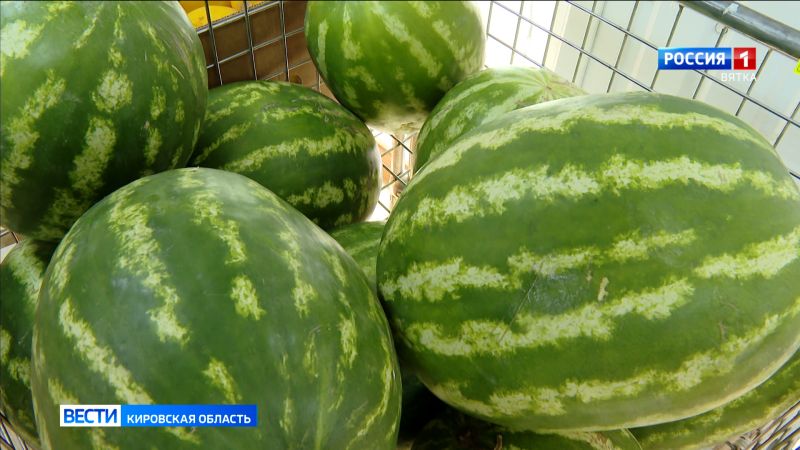 Кировчанам рассказали, как выбрать качественный арбуз