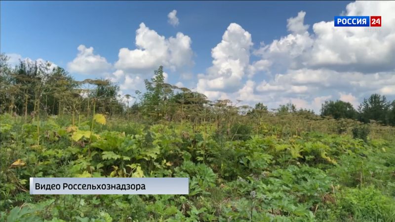 Сотрудники Россельхознадзора проводят рейды по выявлению заросших сельхозземель