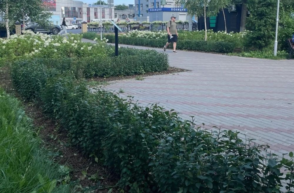 В Кирове в порядок приводят живые изгороди, клумбы и цветники