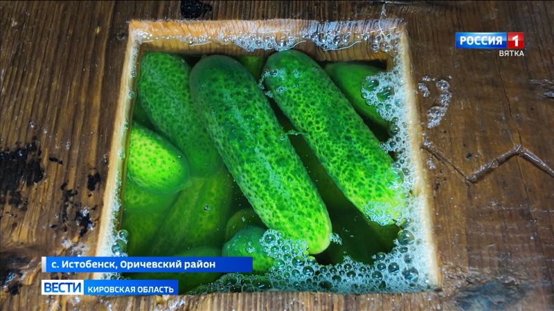 В Истобенске два поколения семьи Зыковых выращивают и солят огурцы по особому рецепту