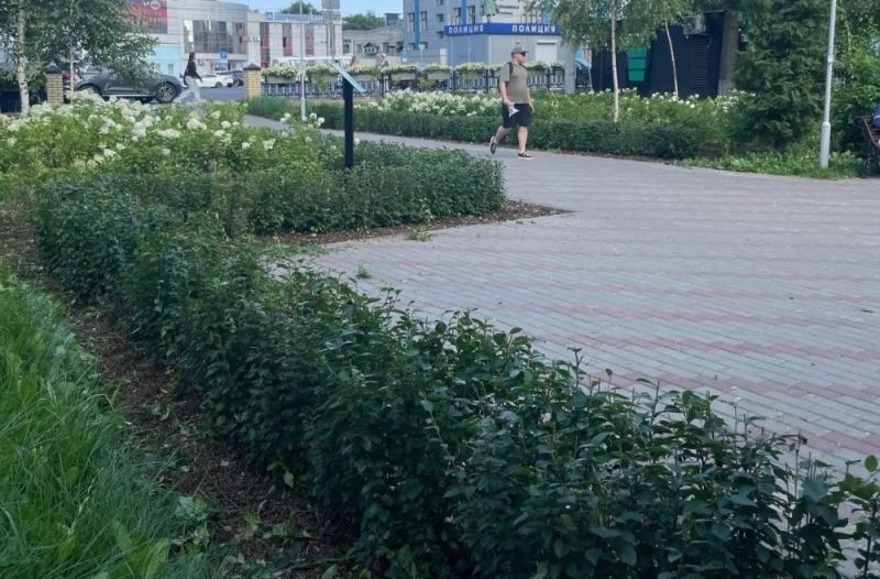 В Кирове в порядок приводят живые изгороди, клумбы и цветники
