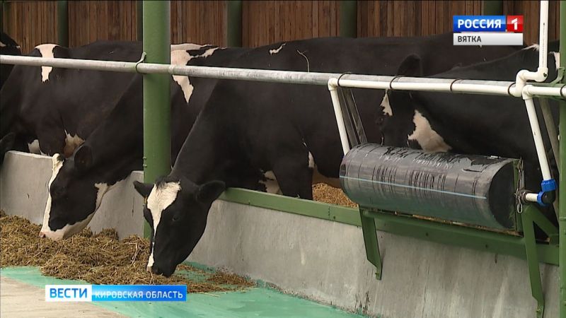 Аграрии Кировской области увеличивают производство молока, мяса и яиц