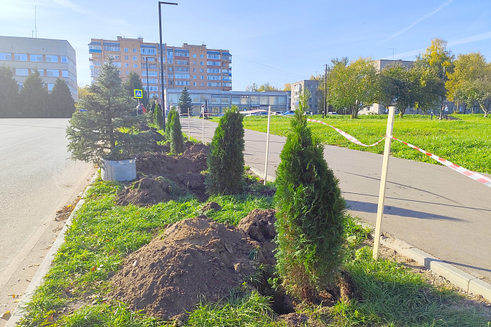В Кирово-Чепецке высадили новую хвойную аллею
