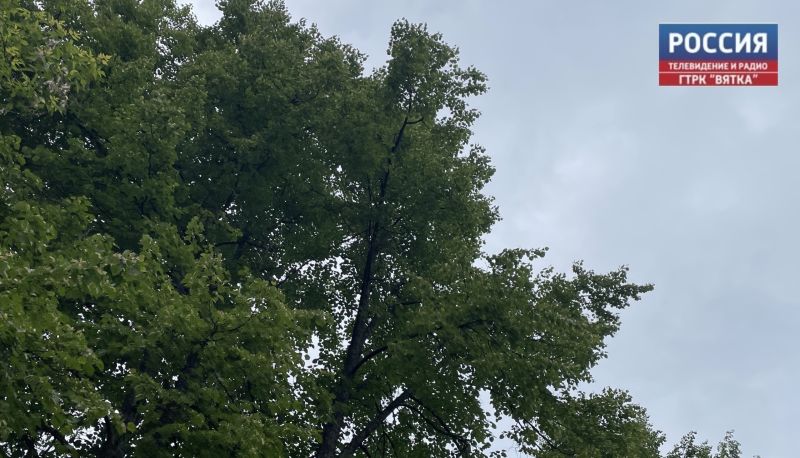 В Кировской области разыскали пенсионера, который 8 суток провел в лесу