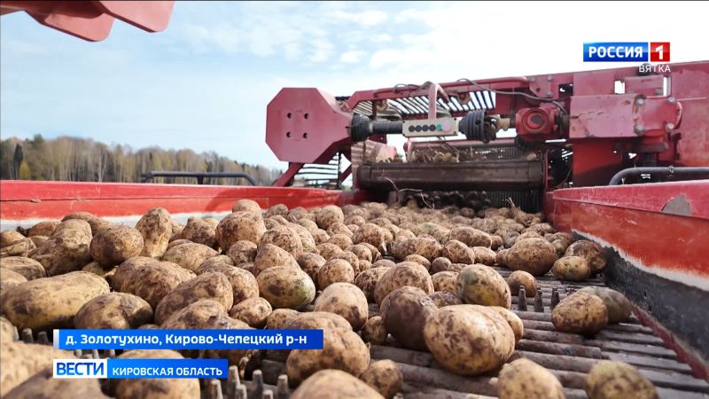 Кировские аграрии продолжают уборку картофеля
