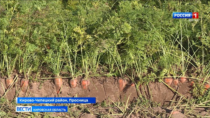 В крупных хозяйствах Кировской области началась уборка моркови