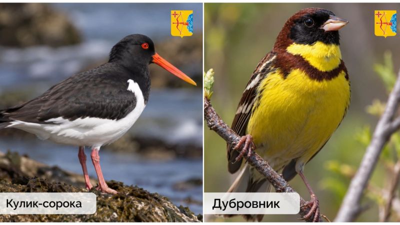В Кировской области обнаружили редкие виды птиц, занесённые в Красную книгу России